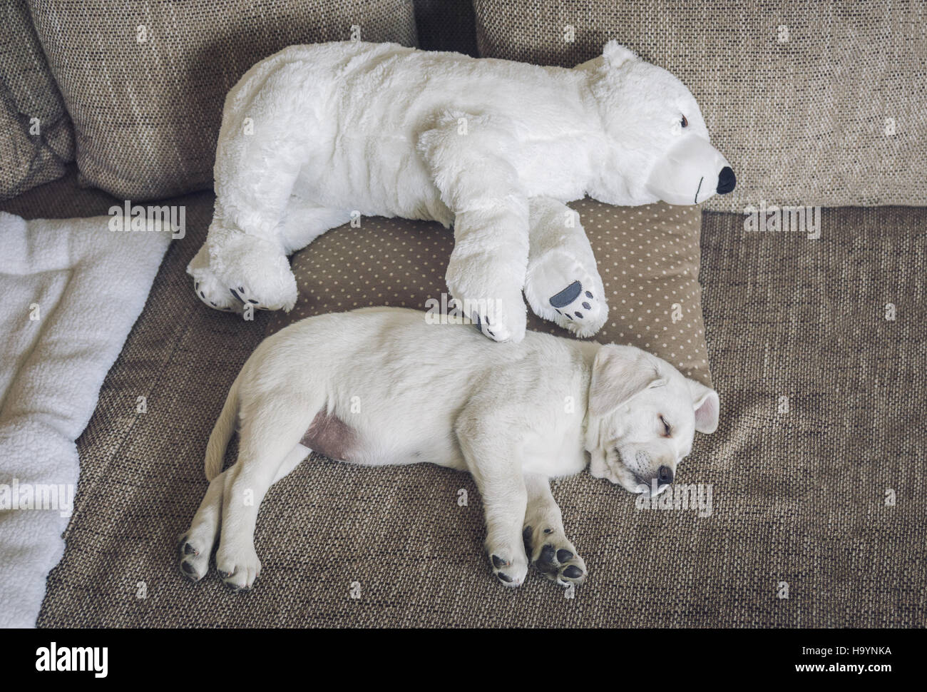 Peluche di orso polare e un bianco labrador cucciolo di fianco a fianco Foto Stock Peluche di orso polare e un bianco labrador cucciolo di fianco a fianco Foto Stock