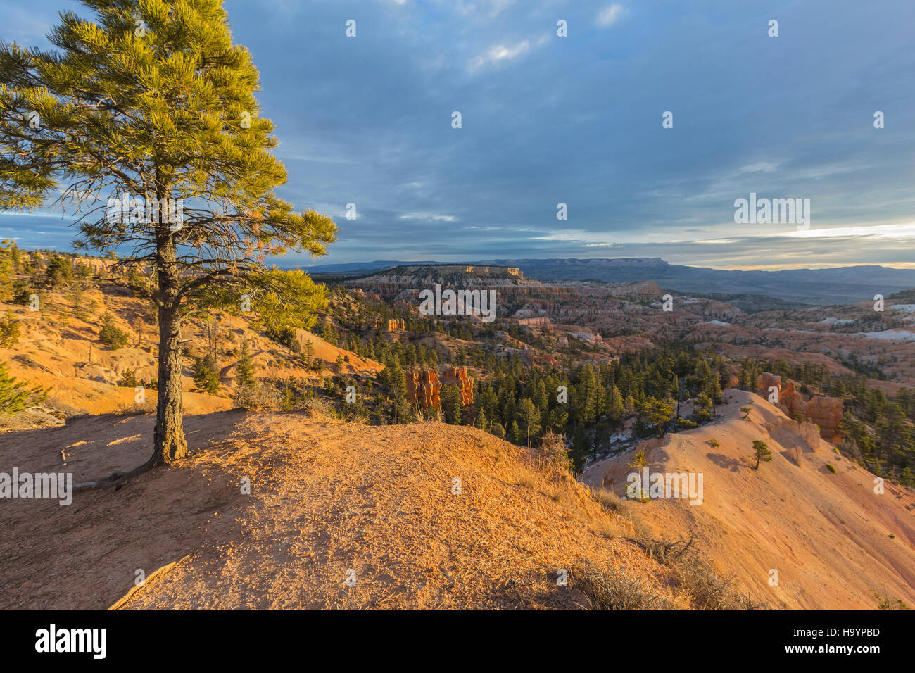 La mattina presto vista da Rim Trail a Bryce Canyon National Park nel sud dello Utah. Foto Stock