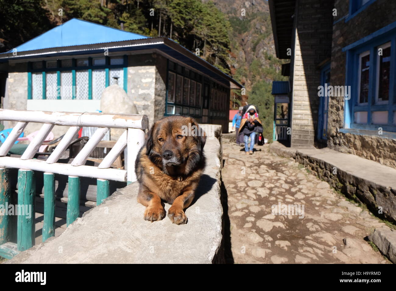 Il Mastino tibetano cane lungo il campo base Everest trek in Nepal Foto Stock