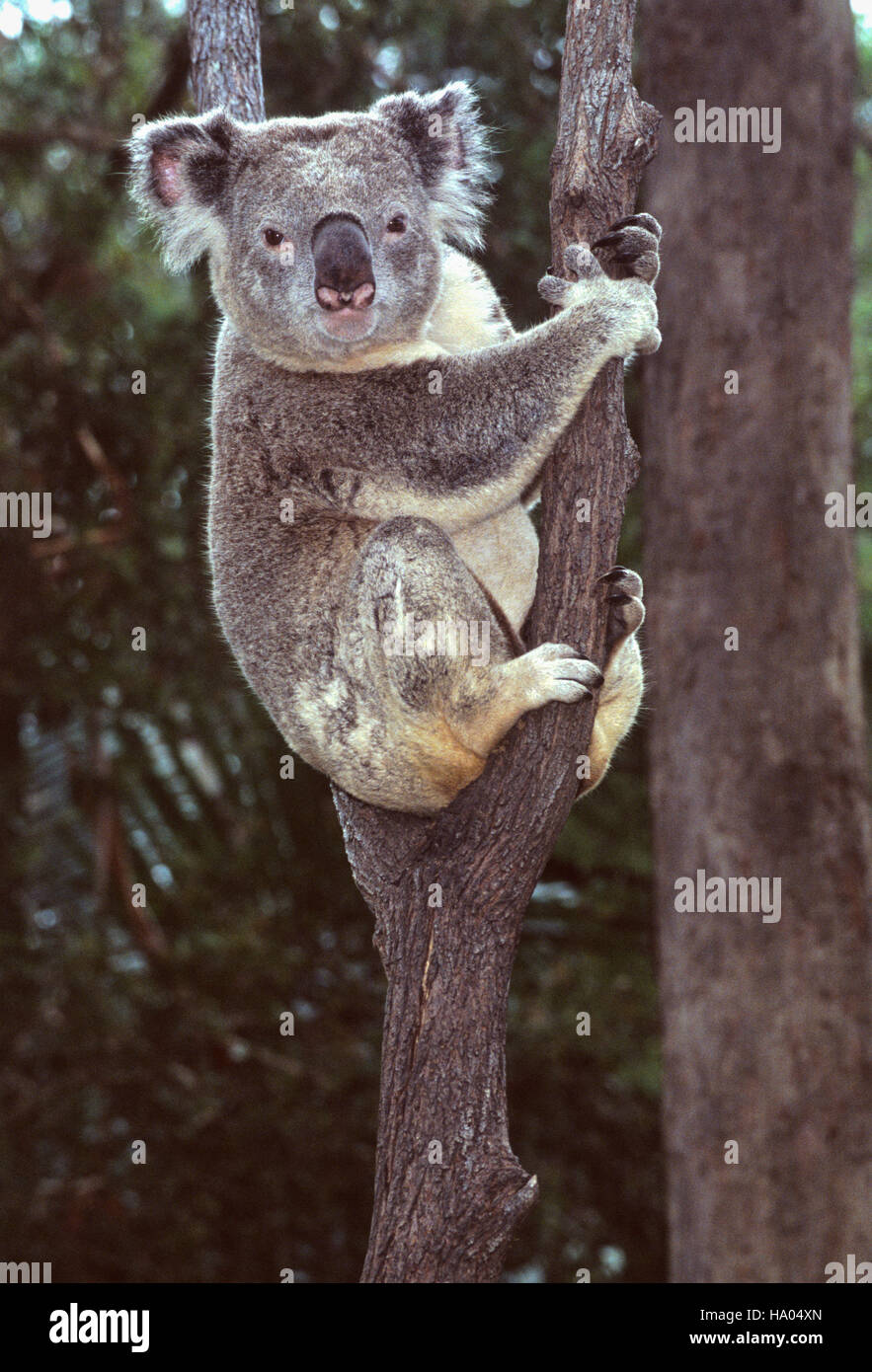 Il Koala,Phascolarctos cinereus, Nuovo Galles del Sud, Australia Foto Stock