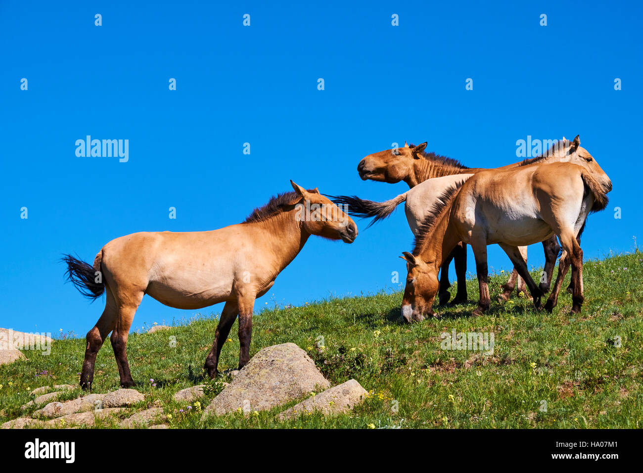 Mongolia, Tov provincia, Hustain Nuruu National Park (Khustai), di Przewalski cavalli selvatici (Equus caballus przewalskii) Foto Stock