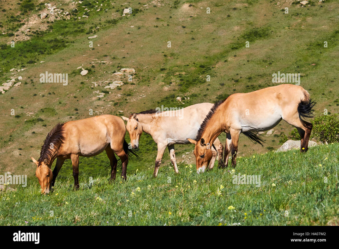 Mongolia, Tov provincia, Hustain Nuruu National Park (Khustai), di Przewalski cavalli selvatici (Equus caballus przewalskii) Foto Stock