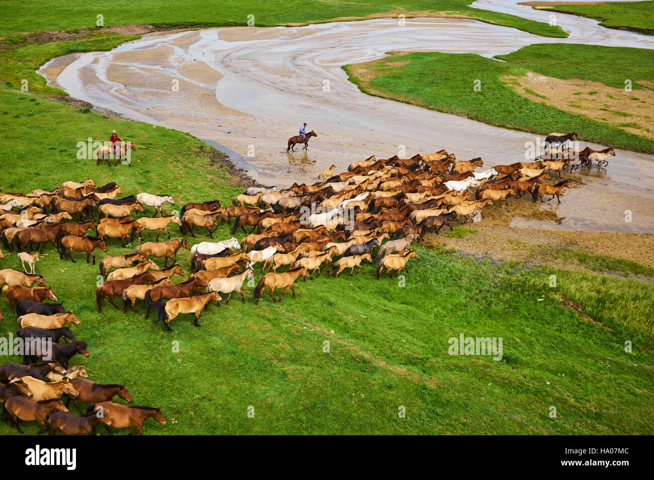 Mongolia, Ovorkhangai provincia, Orkhon valley, campo nomadi, Rally di cavalli guidato con Uuganbayar Foto Stock