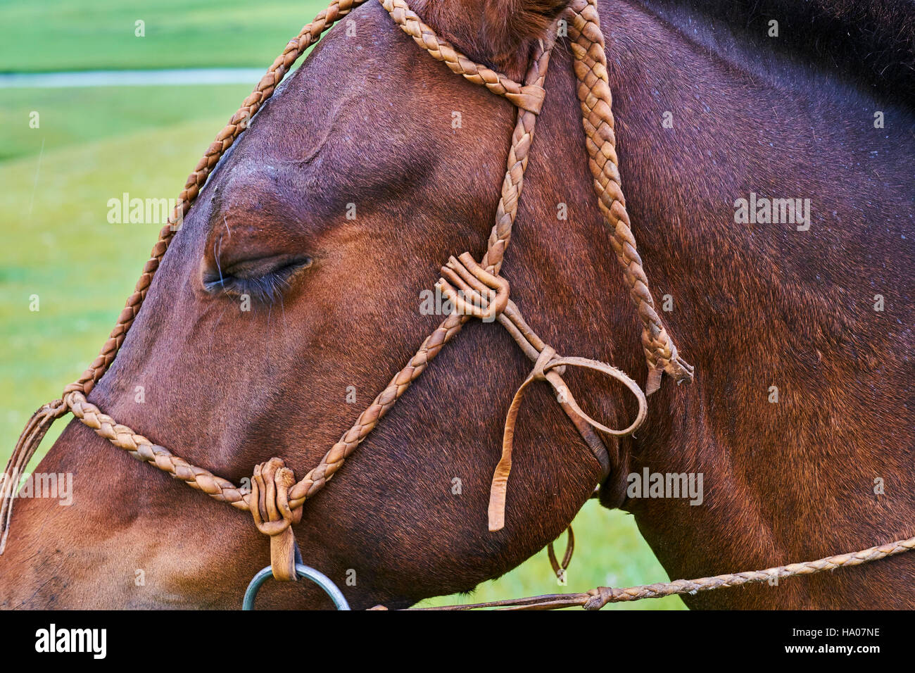 Mongolia, Arkhangai, briglia e il sistema di cavi per il cavallo Foto Stock