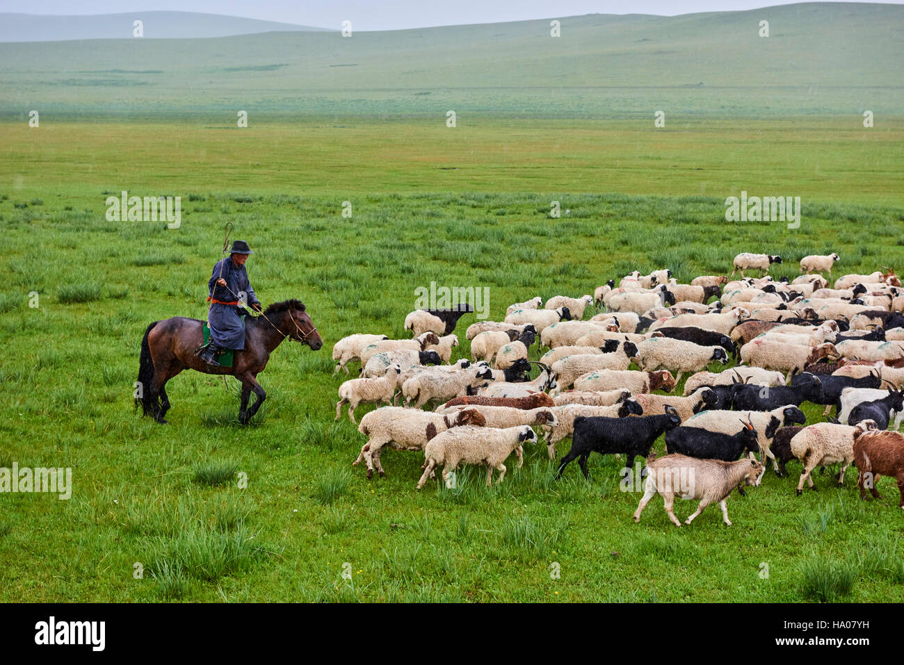 Mongolia, provincia Arkhangai, campo nomadi, allevamento di pecore sotto la pioggia Foto Stock