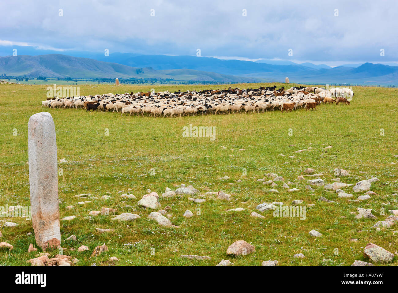 Mongolia, provincia Arkhangai, un allevamento di ovini nei pressi di un cervo pietra dell età del bronzo Foto Stock