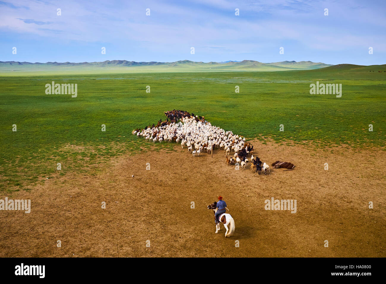 Mongolia, provincia Arkhangai, campo nomadi, allevamento di ovini Foto Stock