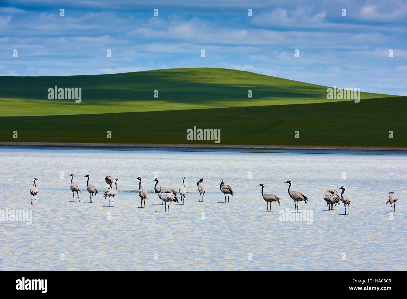 Mongolia, Khentii provincia, un groupe di gru presso il lago bianco Foto Stock