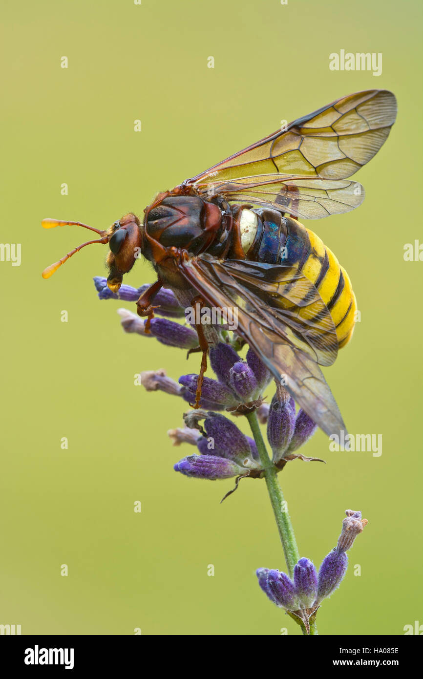 Hornet (Vespa crabro) sulla lavanda, Burgenland, Austria Foto Stock