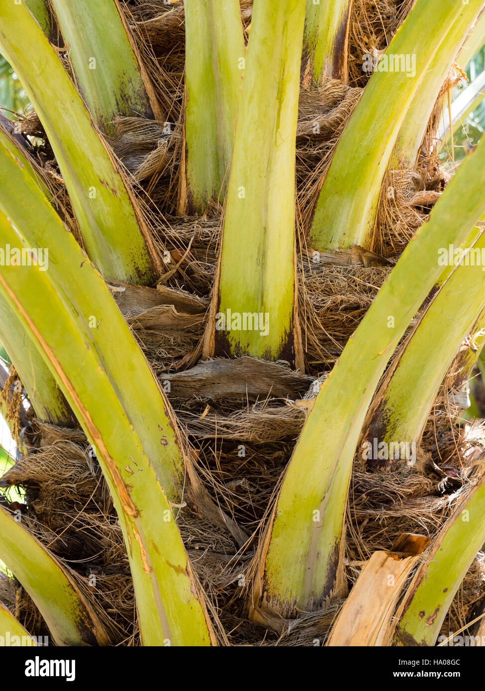 Data trunk palm, Dhakiliya Regione, Oman Foto Stock