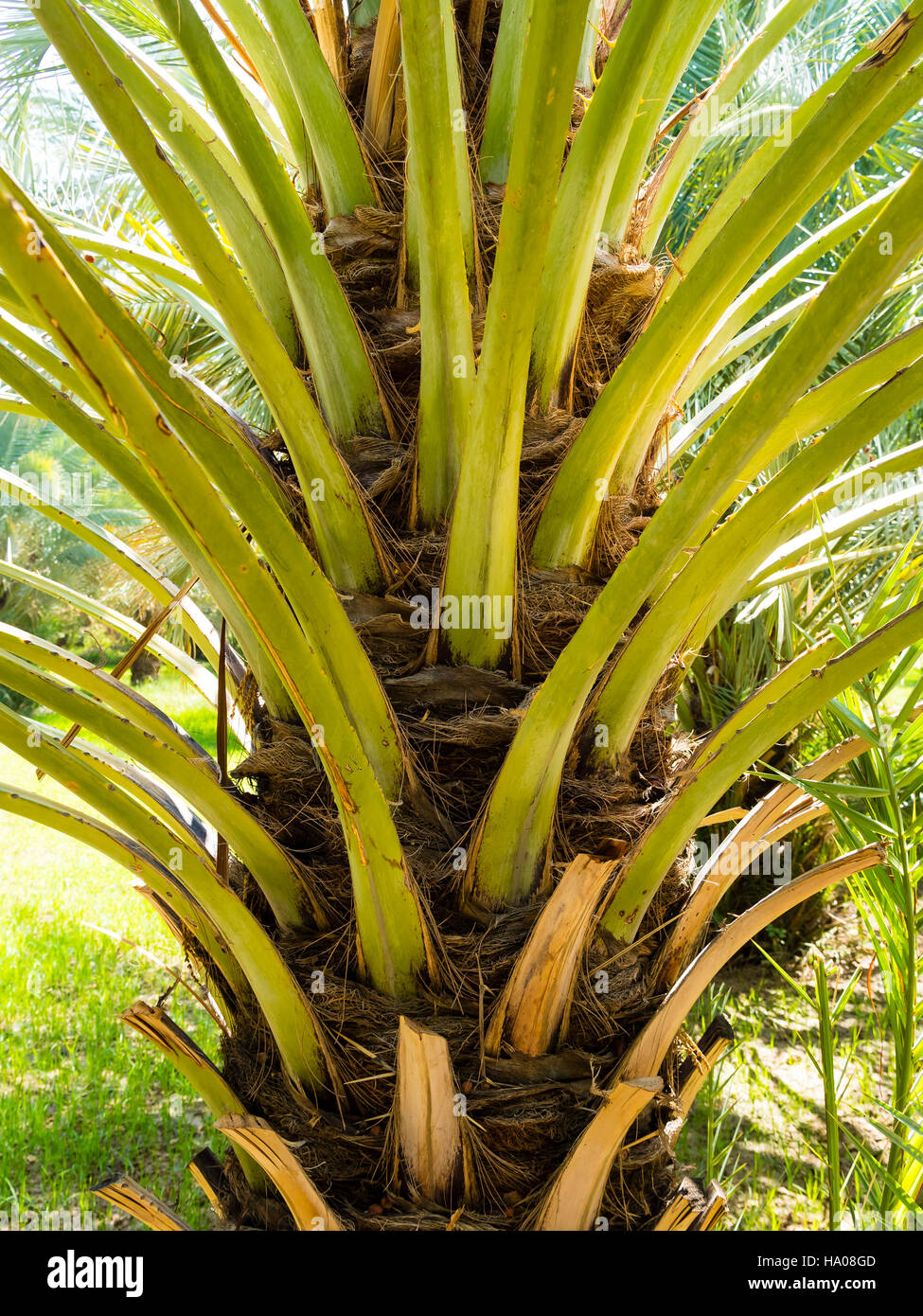 Data trunk palm, Dhakiliya Regione, Oman Foto Stock