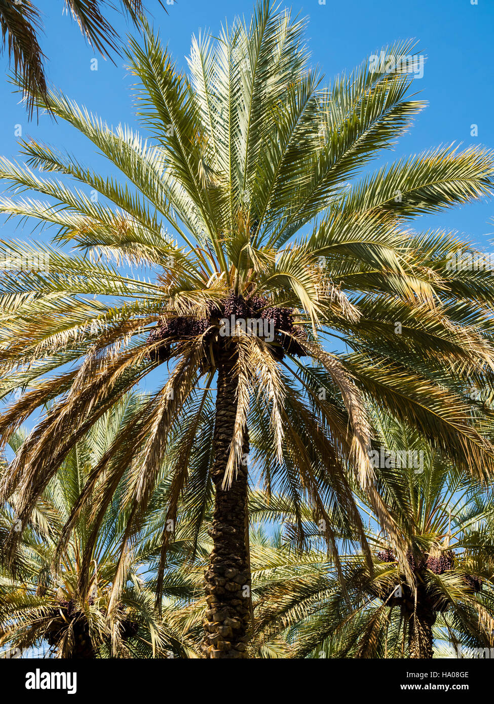 Data palm frutti, Dhakiliya Regione, Oman Foto Stock