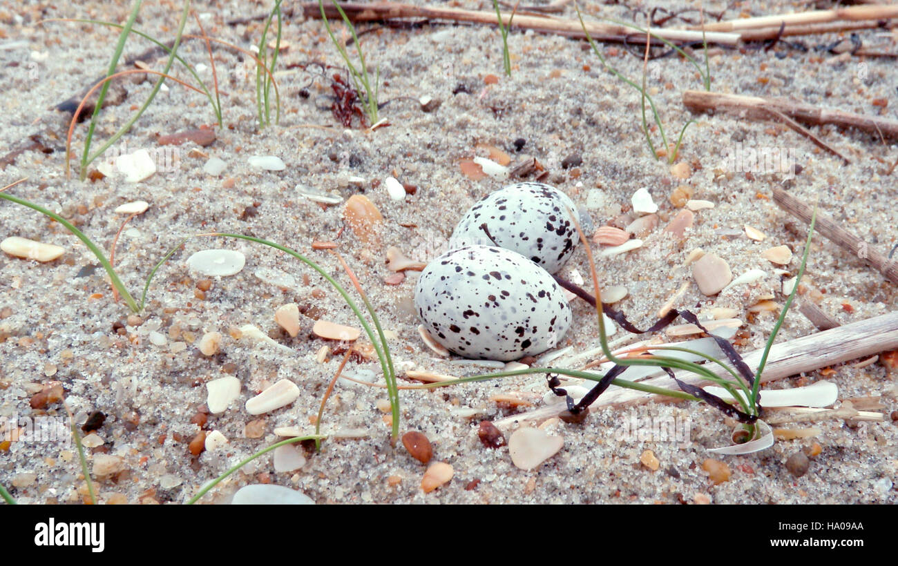 Questa immagine mostra almeno le uova di Tern su una spiaggia a Cape Hatteras National Seashore nel 2014. Il Last Tern, un nido coloniale, usa sabbia e conchiglie per costruire il suo nido, rendendo quest'area un habitat vitale per la riproduzione degli uccelli. Foto Stock