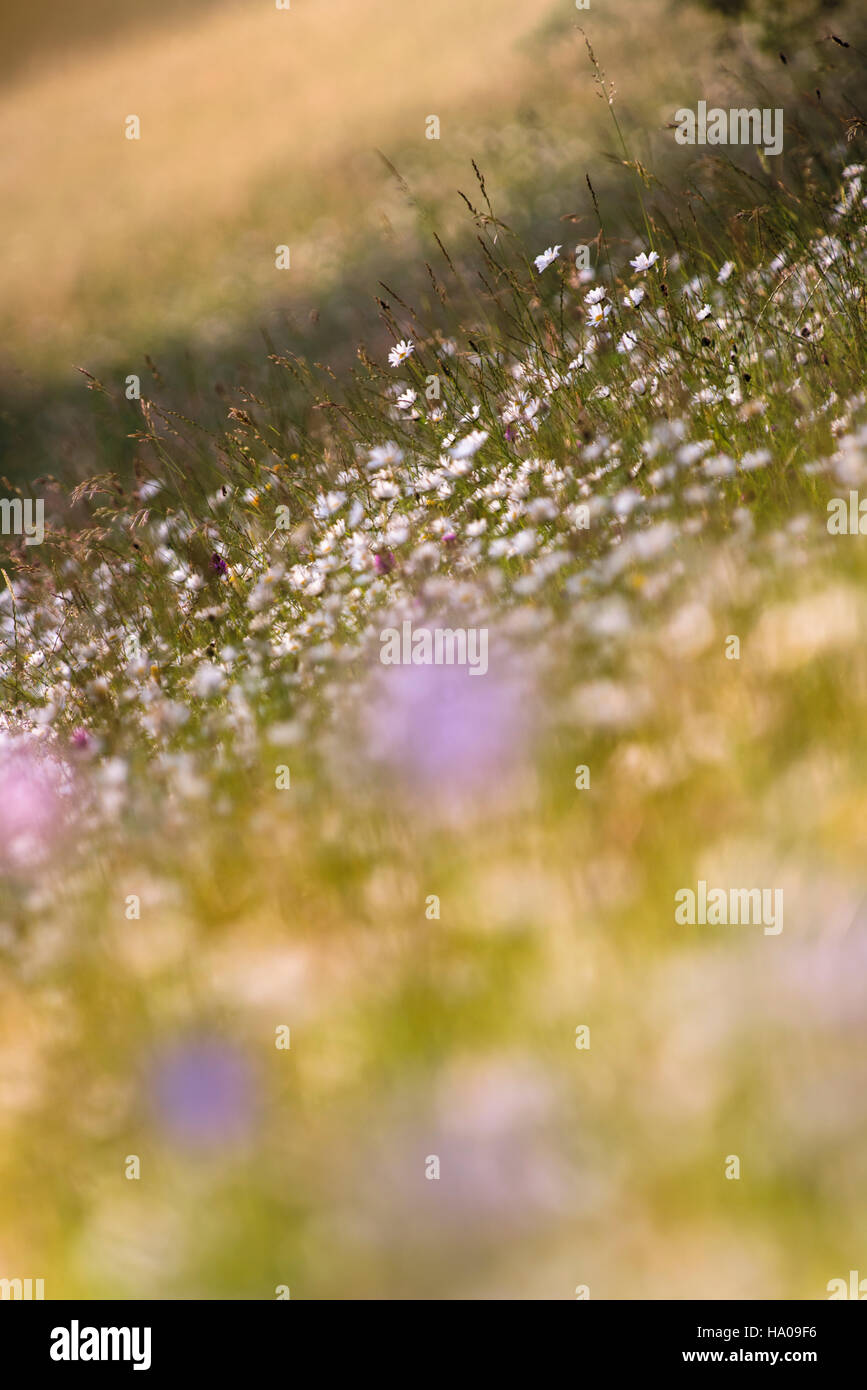 Prato di fieno con occhio di bue margherite daisy Oxeye Daisy Leucanthemum vulgare Foto Stock