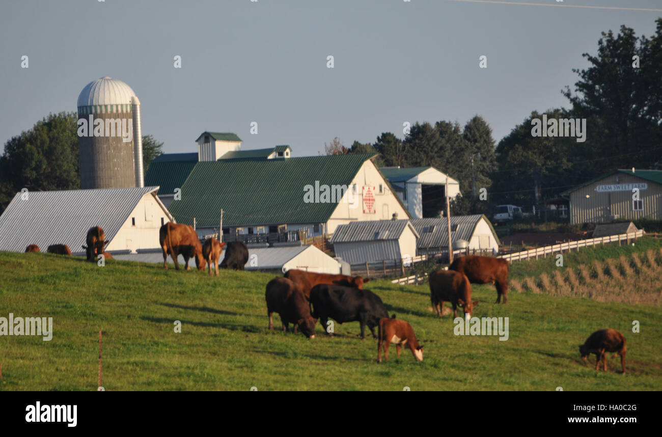 Farm Sweet Farm in Iowa enfatizza le pratiche di agricoltura biologica, concentrandosi sulla salute del suolo, la sostenibilità e la biodiversità. L'approccio dell'azienda sostiene ecosistemi sani, producendo allo stesso tempo colture prive di sostanze chimiche sintetiche. Foto Stock