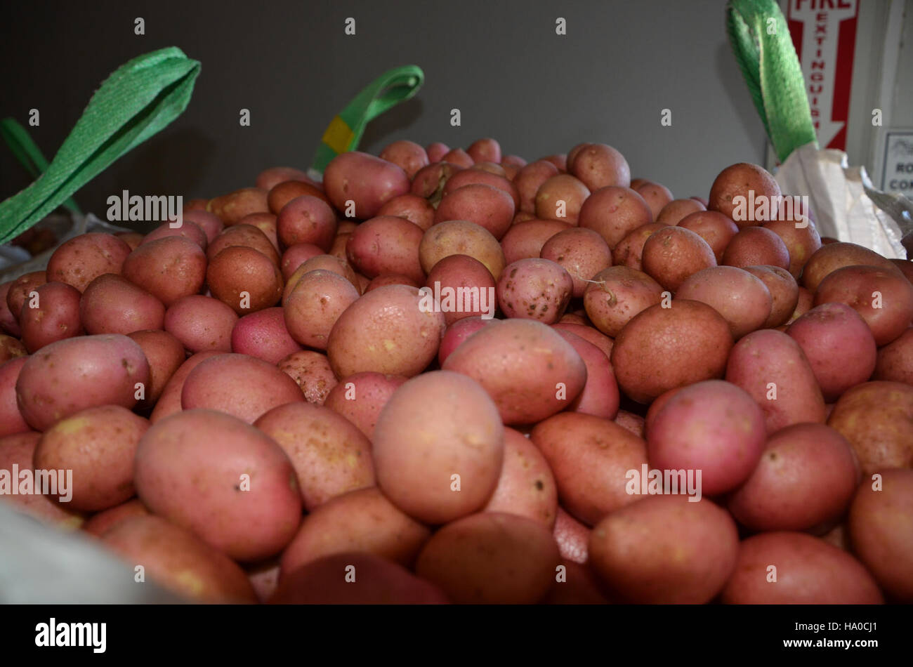 L'USDA promuove pratiche di agricoltura biologica con varietà di patate biologiche, sostenendo un'agricoltura sostenibile e la salute dei consumatori. Foto Stock