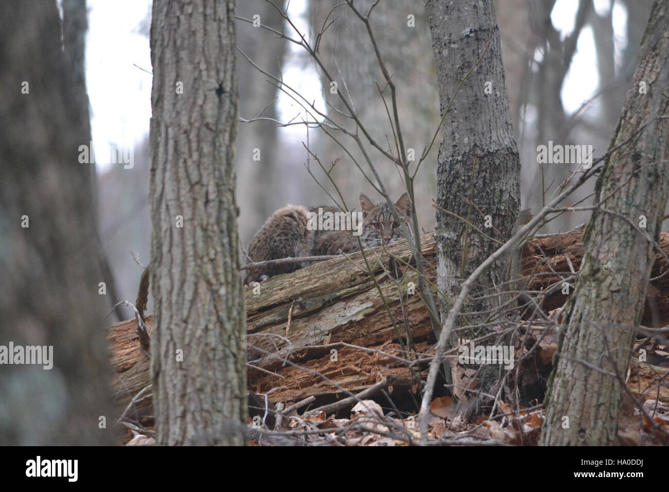 Si vede un gatto che riposa su un tronco lungo la Blue Ridge Parkway, catturando la bellezza naturale di questa regione. I Bobcats sono creature sfuggenti e solitarie che si trovano in vari habitat degli Stati Uniti, tra cui foreste e montagne. Foto Stock