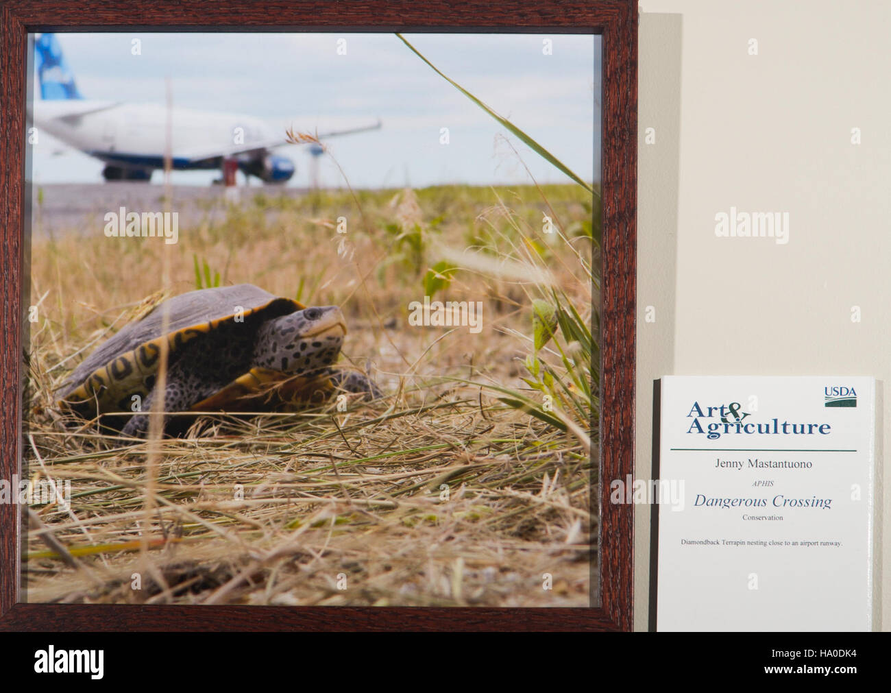 Il Dipartimento dell'Agricoltura degli Stati Uniti (USDA) promuove l'arte e la cultura all'interno della sua forza lavoro. I dipendenti sono incoraggiati a esprimere la loro creatività attraverso opere d'arte, che vengono esposte in varie strutture USDA. Questa iniziativa promuove una cultura di creatività, espressione e apprezzamento per le arti all'interno dell'agenzia federale. Foto Stock