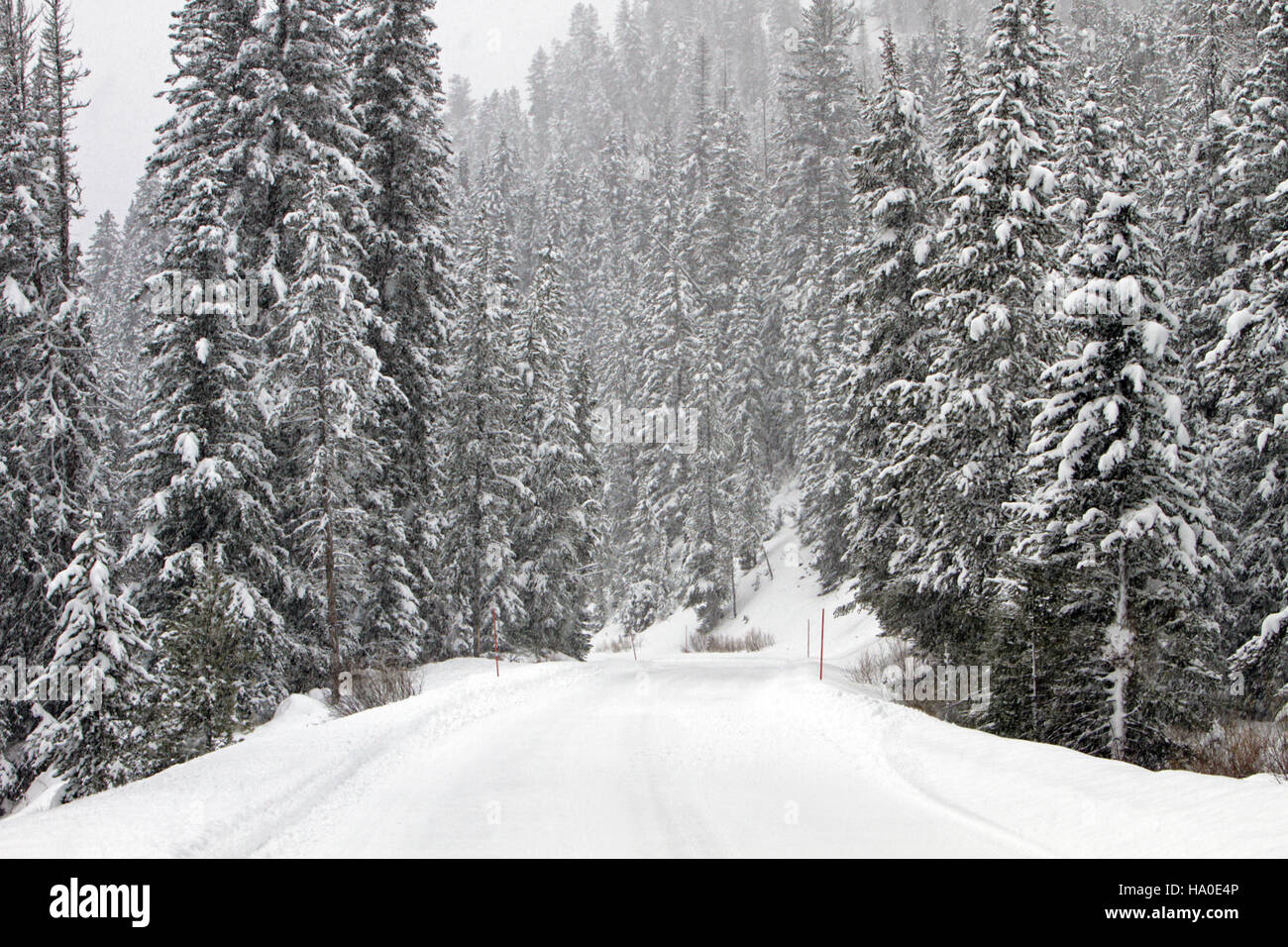 Una strada innevata vicino a Pebble Creek nel parco nazionale di Yellowstone mostra il paesaggio invernale del parco e le sfide stagionali legate alla manutenzione delle infrastrutture per l'accesso tutto l'anno. Foto Stock
