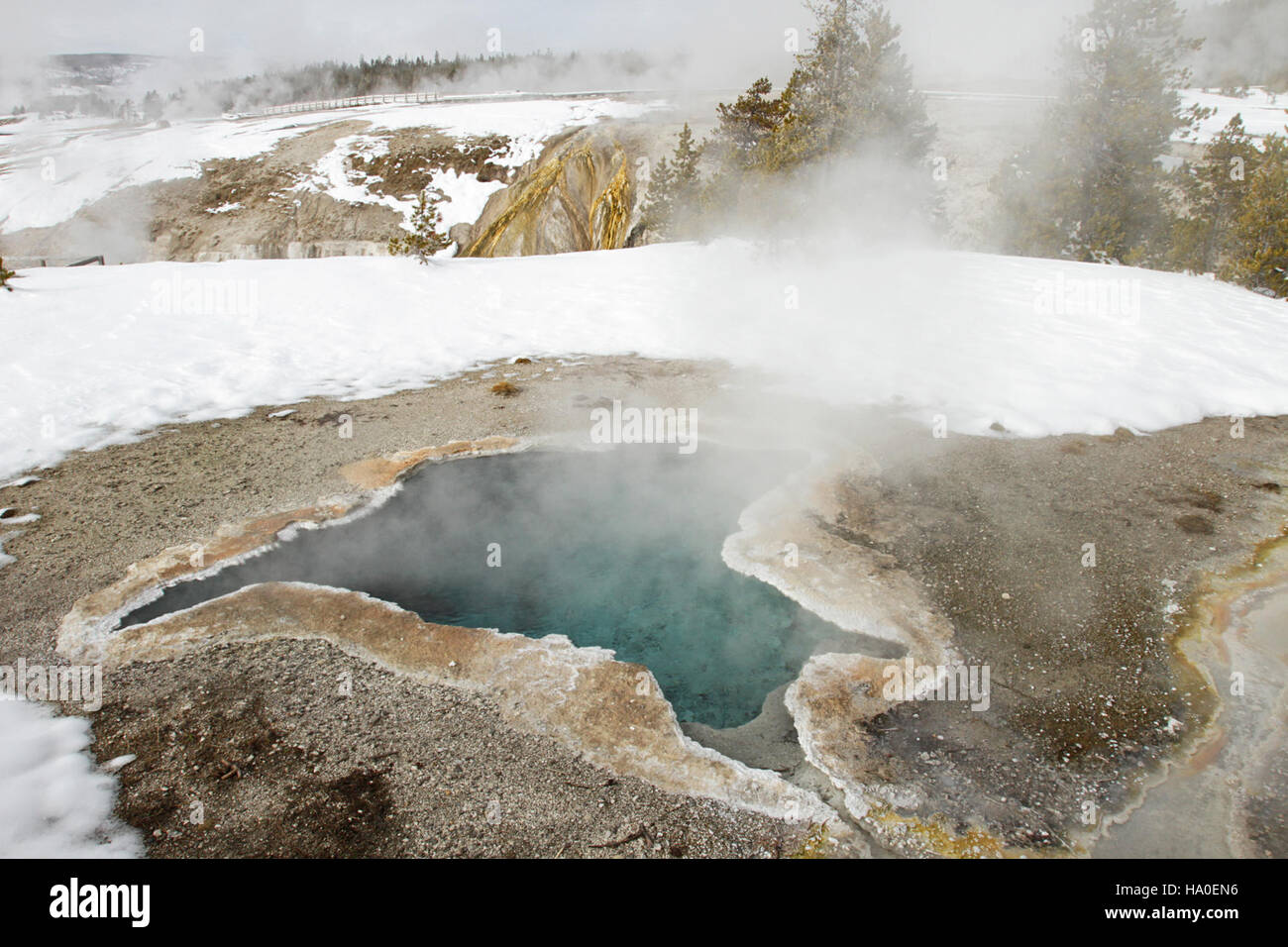 Blue Star Spring, situata nel parco nazionale di Yellowstone, è una delle caratteristiche termali più rappresentative del parco. Conosciuta per i suoi colori vivaci e l'attività geotermica, svolge un ruolo importante nel sistema geotermico del parco, contribuendo al paesaggio diversificato di Yellowstone. Foto Stock