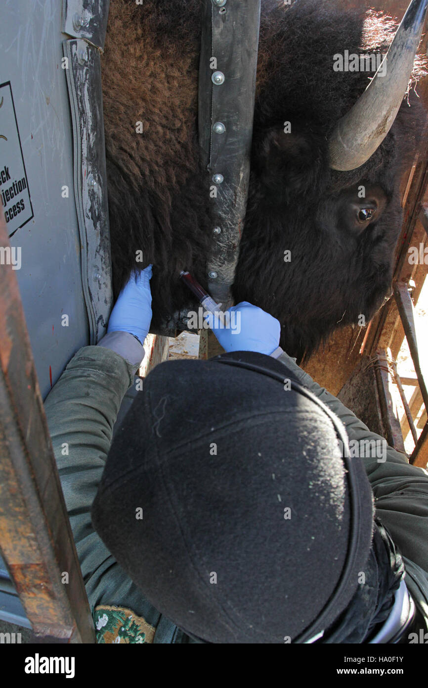 I ricercatori del parco nazionale di Yellowstone prelevano sangue dal bisonte nelle penne di bisonte di Stephens Creek come parte di uno studio scientifico per monitorare la salute e le malattie nella popolazione di bisonti. Foto Stock