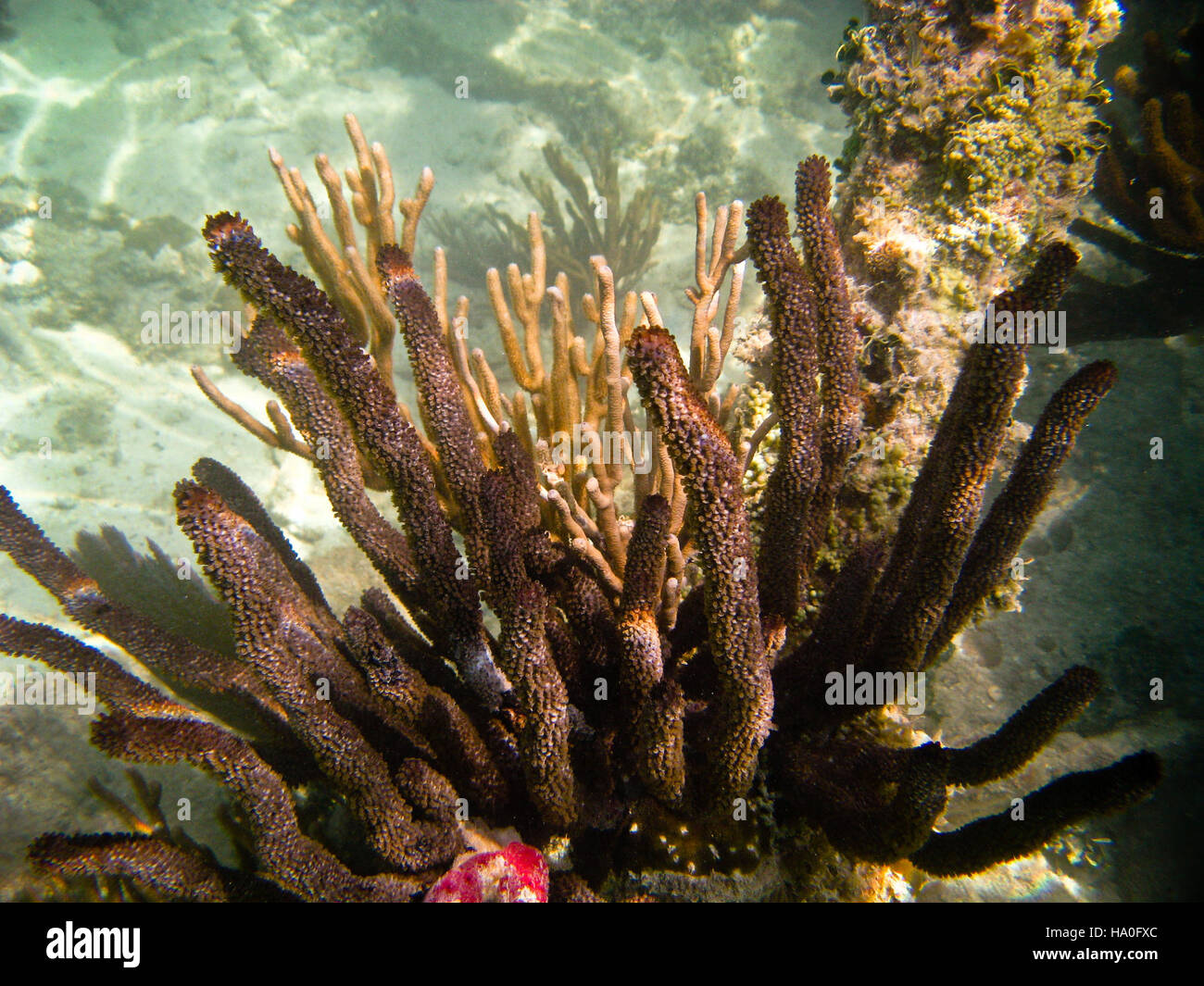 Le acque intorno al Dry Tortugas National Park ospitano vivaci barriere coralline e diverse forme di vita marina, rendendolo una destinazione popolare per gli amanti dello snorkeling e delle immersioni. Foto Stock