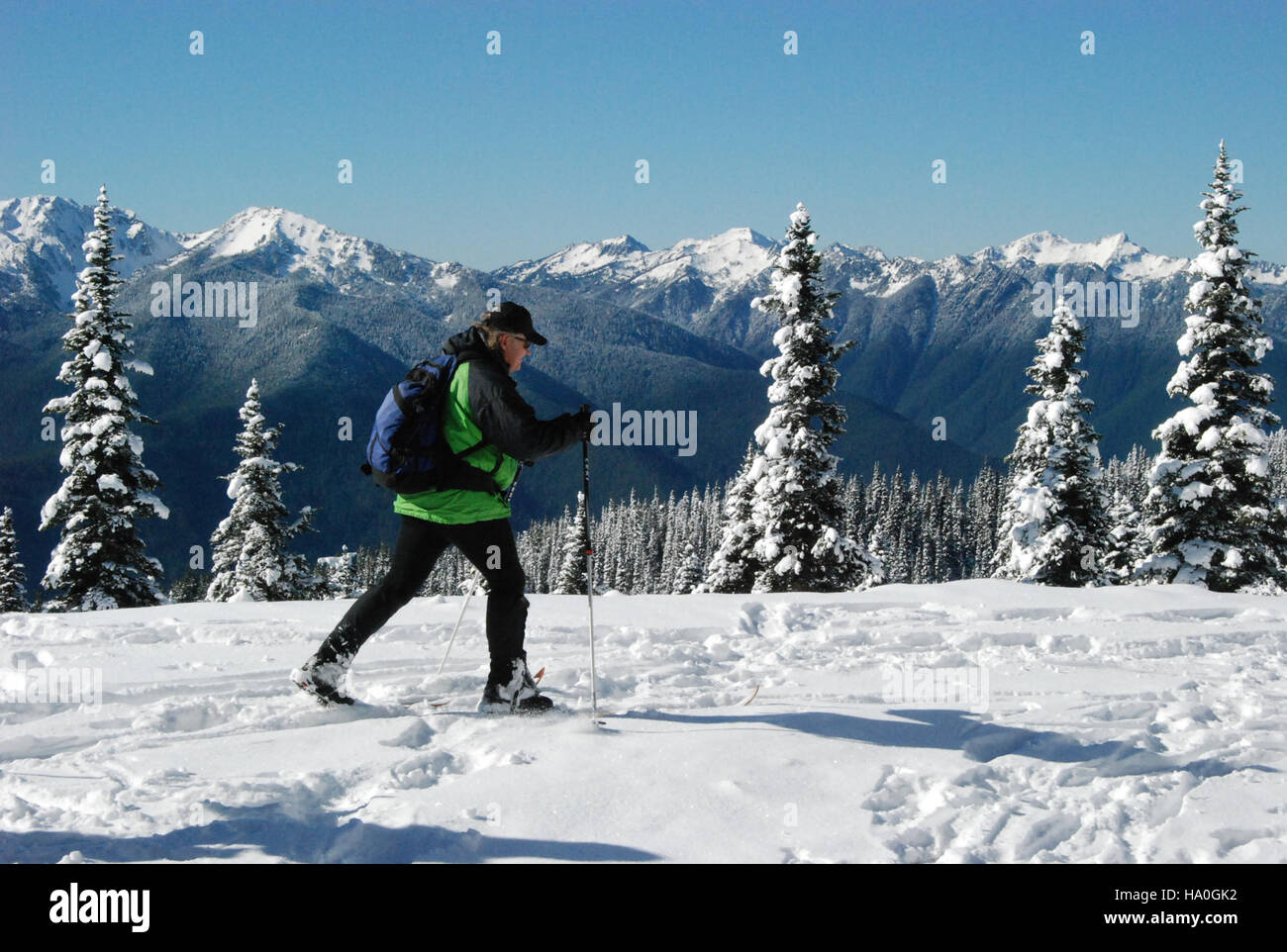 Uno sciatore di fondo scivola lungo i sentieri innevati dell'Hurricane Ridge nell'Olympic National Park durante l'inverno. Gli sport invernali del parco mettono in risalto i suoi paesaggi naturali e le opportunità ricreative. Foto Stock