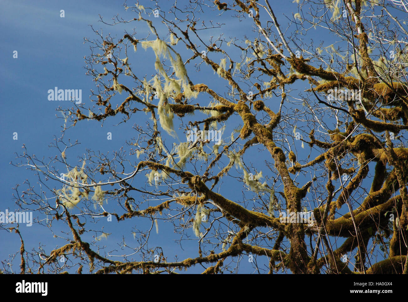 La foresta pluviale di Quinault nell'Olympic National Park ospita lussureggianti baldacchini ricoperti di muschio e un ricco ecosistema. Catturata nel marzo 2015, questa immagine mostra un individuo barbuto sotto la fitta tettoia, evidenziando la flora e la fauna uniche di questa foresta pluviale temperata. Foto Stock