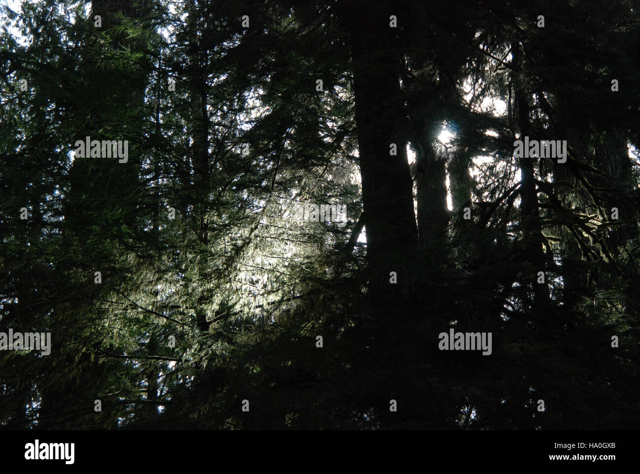 La foresta pluviale di Quinault nel Parco Nazionale Olimpico presenta fitte tettoie forestali, una ricca biodiversità ed ecosistemi complessi. Il parco svolge un ruolo chiave nella conservazione di questi ambienti, vitali per la fauna selvatica e la salute ambientale. Foto Stock