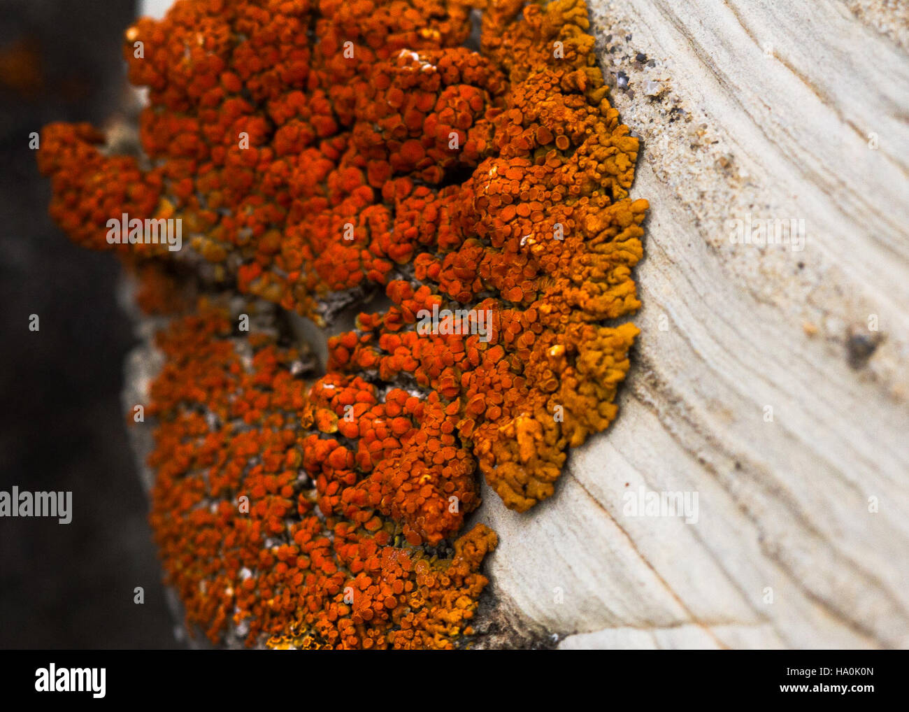 La mostra Evolving Brain al Glacier National Park esplora la connessione tra l'evoluzione umana e il cambiamento ambientale nel corso dei millenni, con un'attenzione particolare allo sviluppo cognitivo. Foto Stock