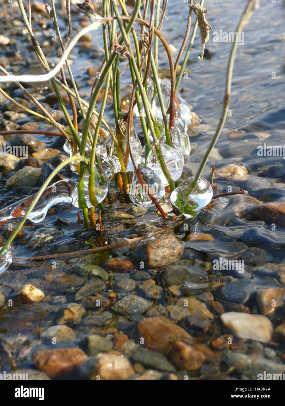 I manufatti e le mostre culturali presso la riserva nazionale del ponte di Bering Land riflettono la ricca storia della regione e il diverso patrimonio culturale, offrendo informazioni sulle abitazioni umane e sull'ambiente naturale del passato. Foto Stock