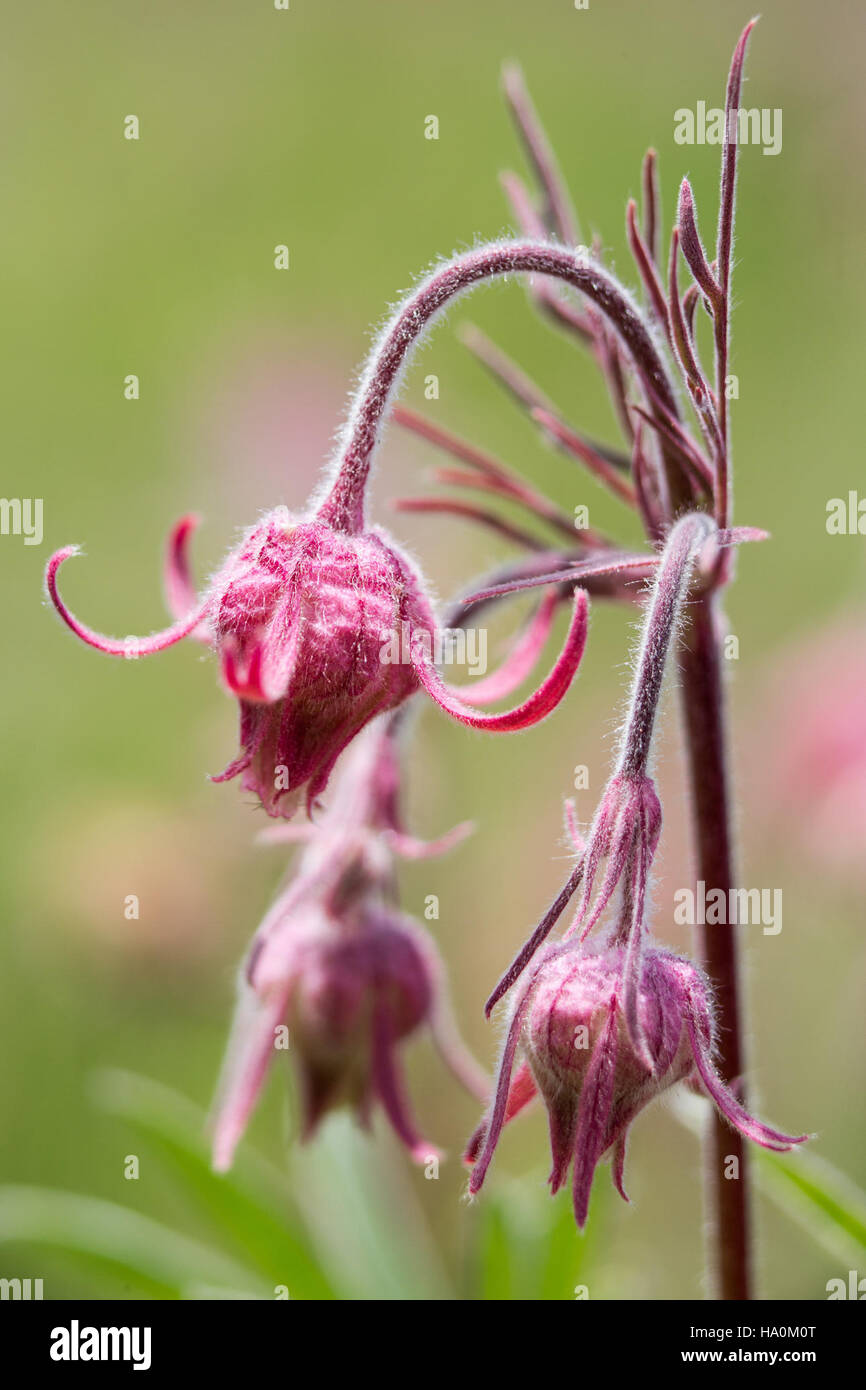 22309876006 yellowstonenps Prairie fumo (Geum triflorum) Foto Stock