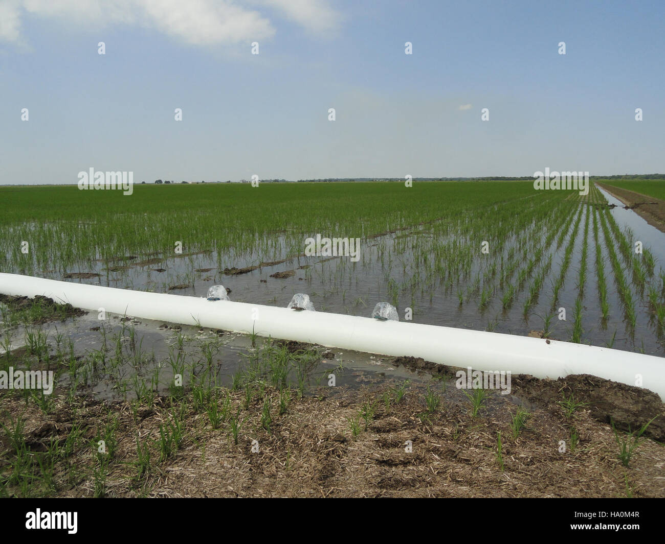 L'USDA esplora la tecnologia dei tubi in polietilene e metodi alternativi di umidificazione ed essiccazione per migliorare la gestione delle acque agricole e migliorare la produttività delle colture, preservando al contempo le risorse idriche. Foto Stock