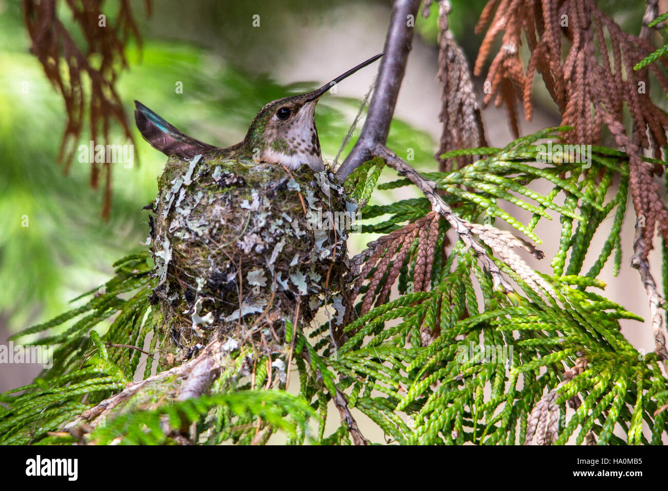 Una femmina di colibrì Rufous è vista sul suo nido, mostrando il delicato processo di nidificazione in natura. Questi uccelli sono noti per la loro agilità e il loro vivido piumaggio, e il loro ruolo nell'impollinazione è vitale per l'ecosistema. Foto Stock