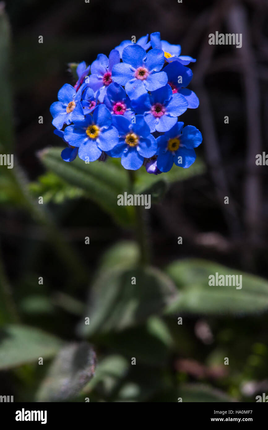 L'alpino Forget-me-Not, Myosotis alpestris, è un delicato fiore selvatico che si trova nel Parco Nazionale del Ghiacciaio. È una specie importante per mantenere la salute dell'ecosistema alpino e promuovere la biodiversità. Foto Stock