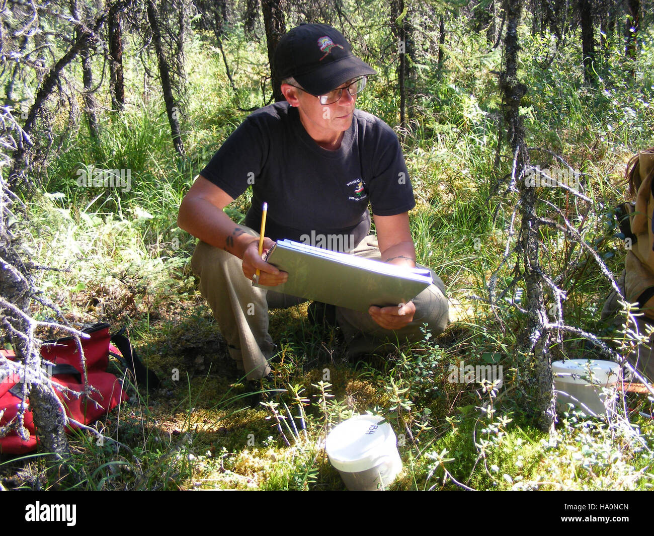 Il campionamento del combustibile nel Parco Nazionale di Denali fa parte degli sforzi di monitoraggio ambientale in corso per valutare la salute dell'ecosistema, con particolare attenzione al modo in cui le fonti di combustibile influiscono sul comportamento degli incendi e sulle strategie di gestione delle foreste. Foto Stock