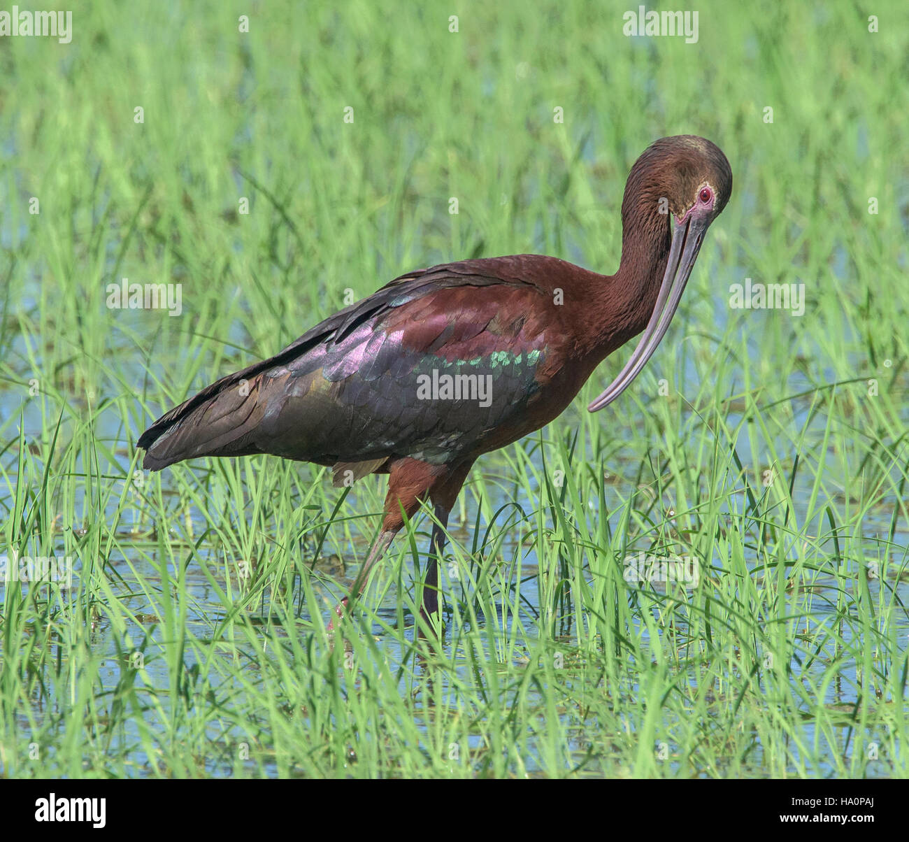 Di fronte bianco-Ibis in risaia Foto Stock