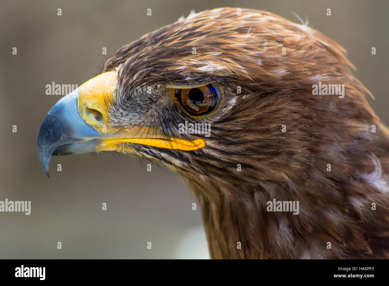 Close-Up di Golden Eagle Foto Stock