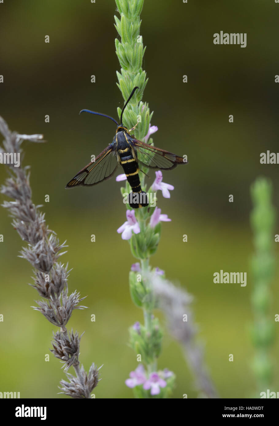 Clearwing moth specie in Monte Parnassus regione meridionale della Grecia continentale Foto Stock