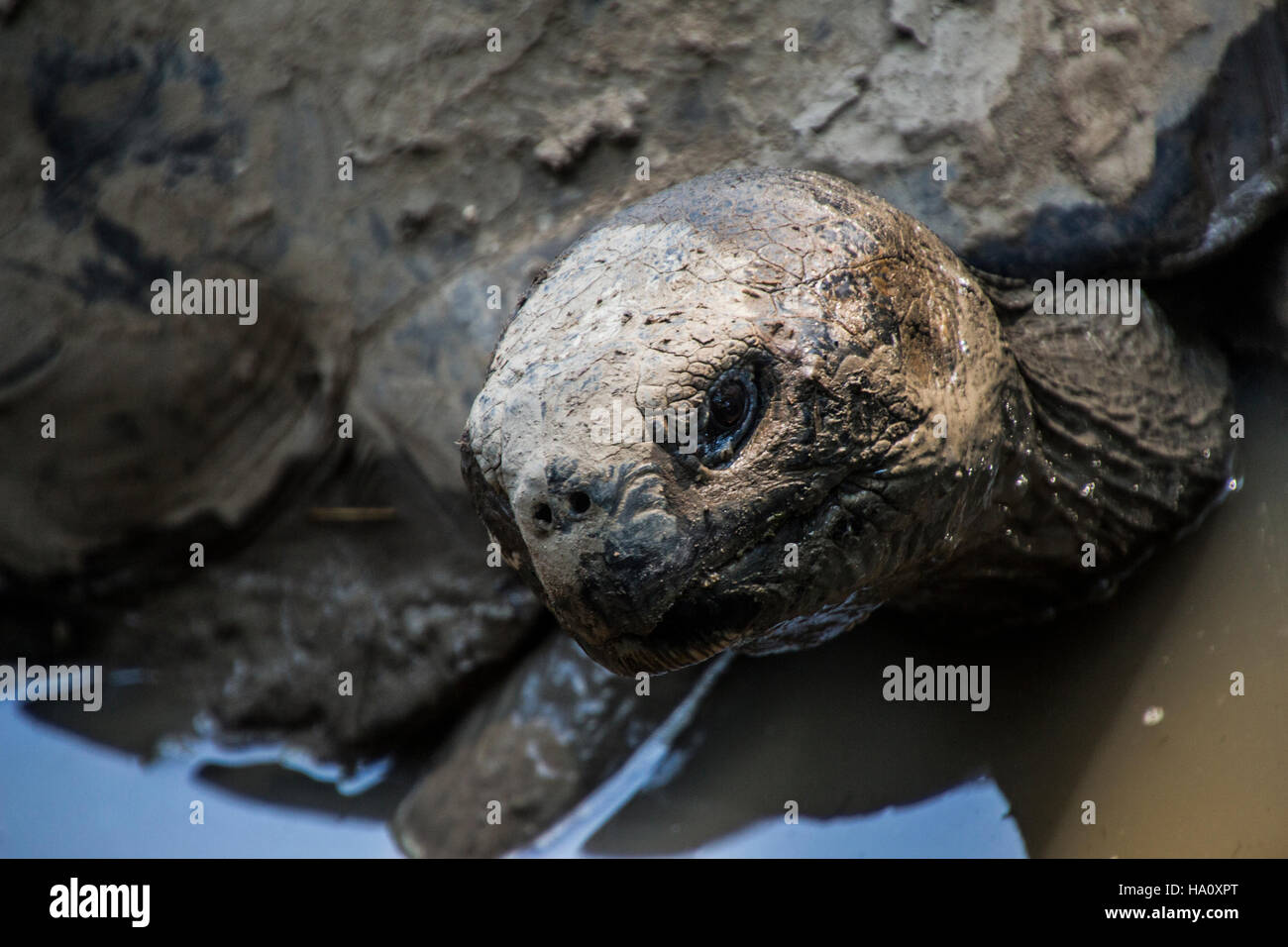 Tartaruga Aldabra nell'acqua Foto Stock