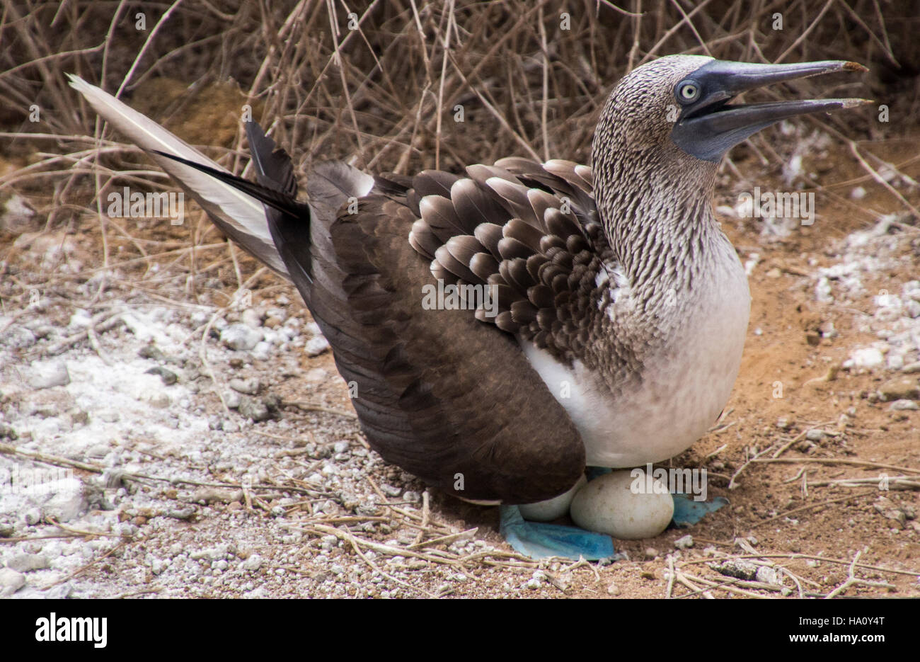 Blu-footed booby nella costa di San Cristobal Island Galapagos Ecuador Foto Stock