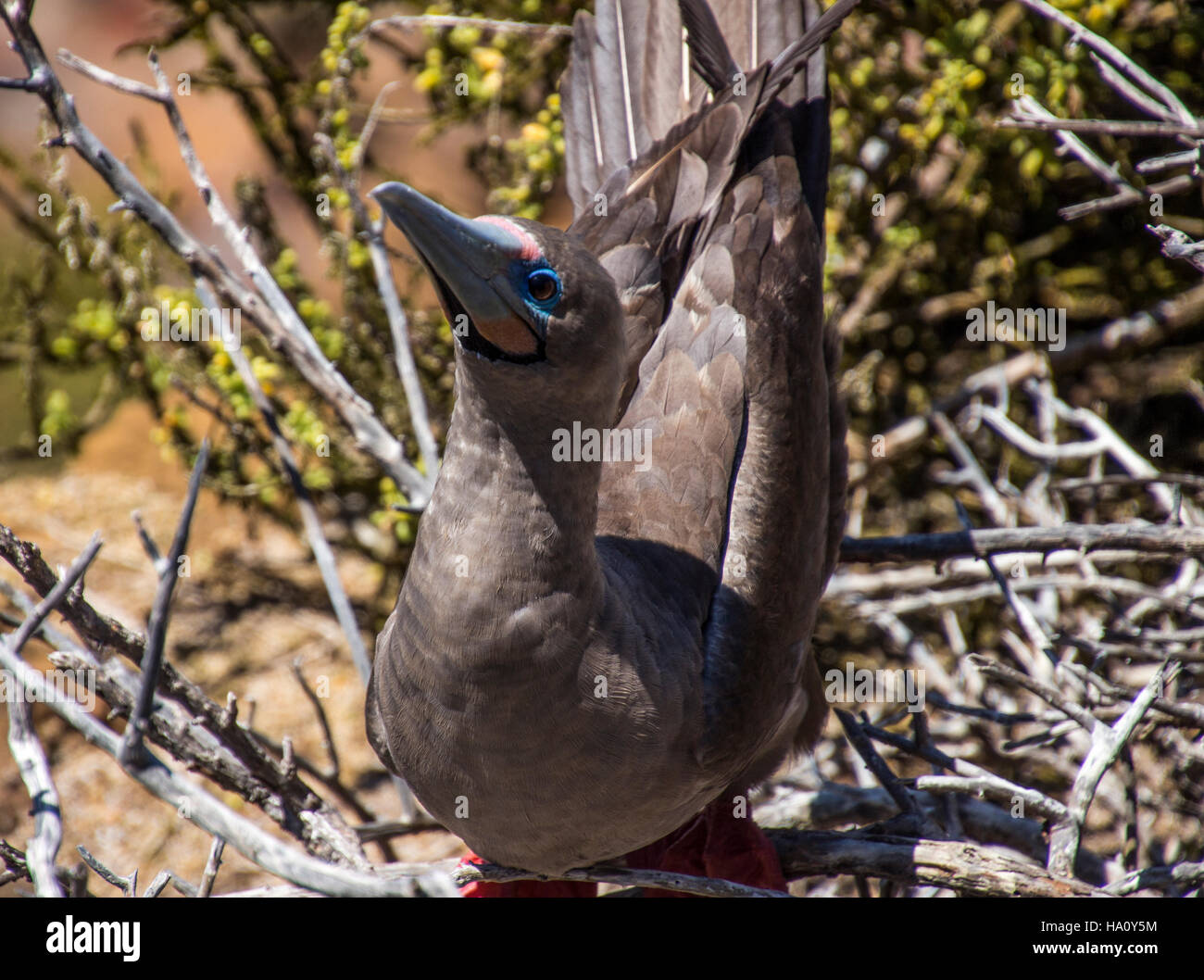 Adulto morph scuro rosso- Footed booby in San Cristobal Island, Galapagos Foto Stock