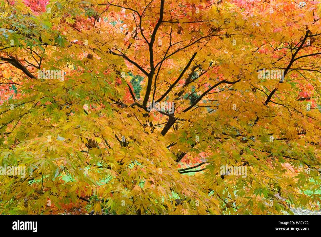 ACER PALMATUM HESSEI acero giapponese fogliame di autunno Foto Stock