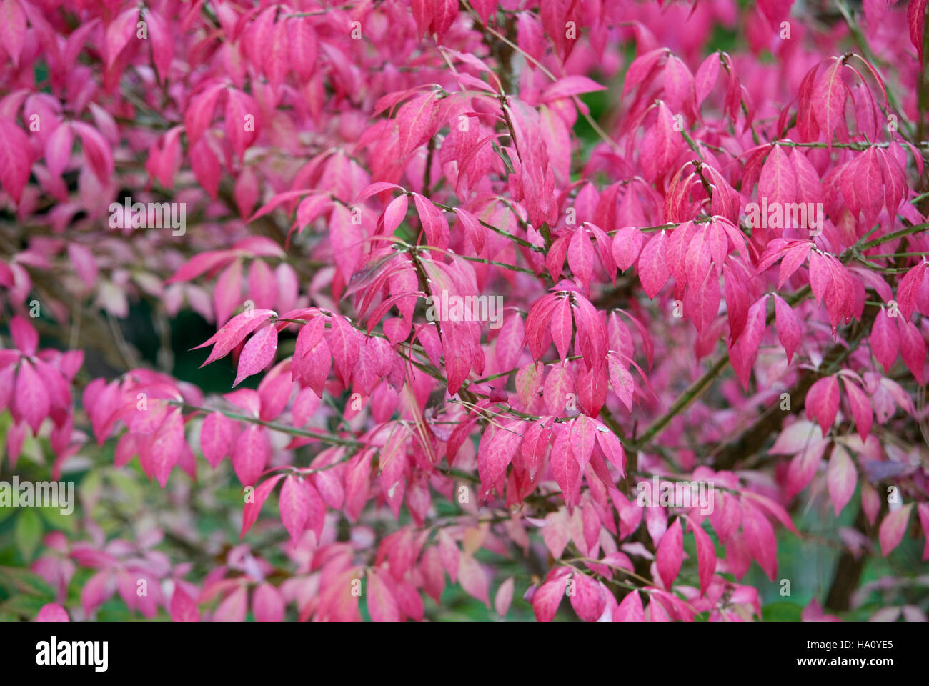 Euonymus alatus fogliame di autunno Foto Stock