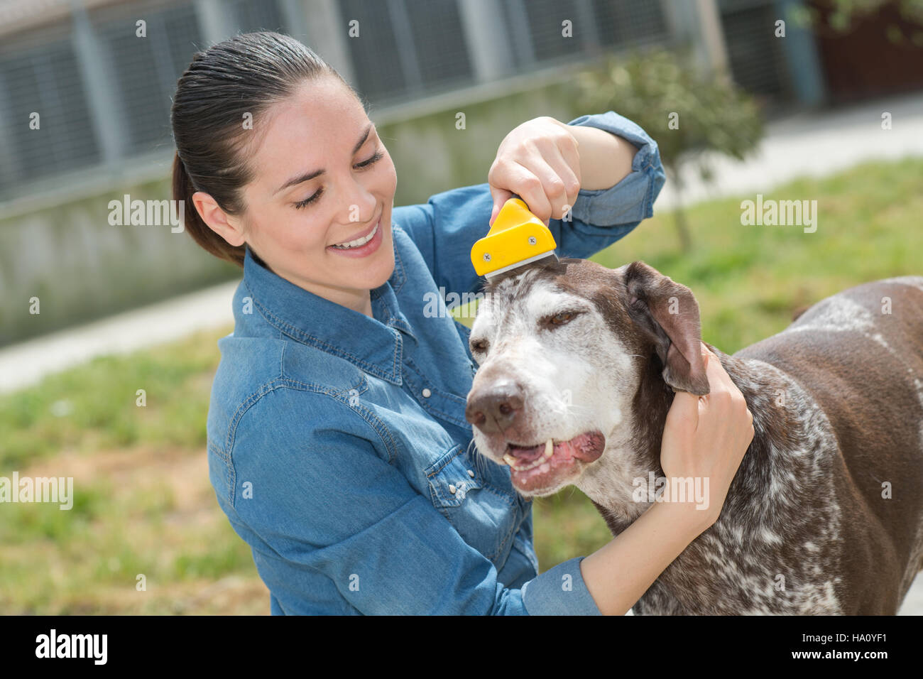 Vet femmina strofinarsi il cane a animal shelter Foto Stock