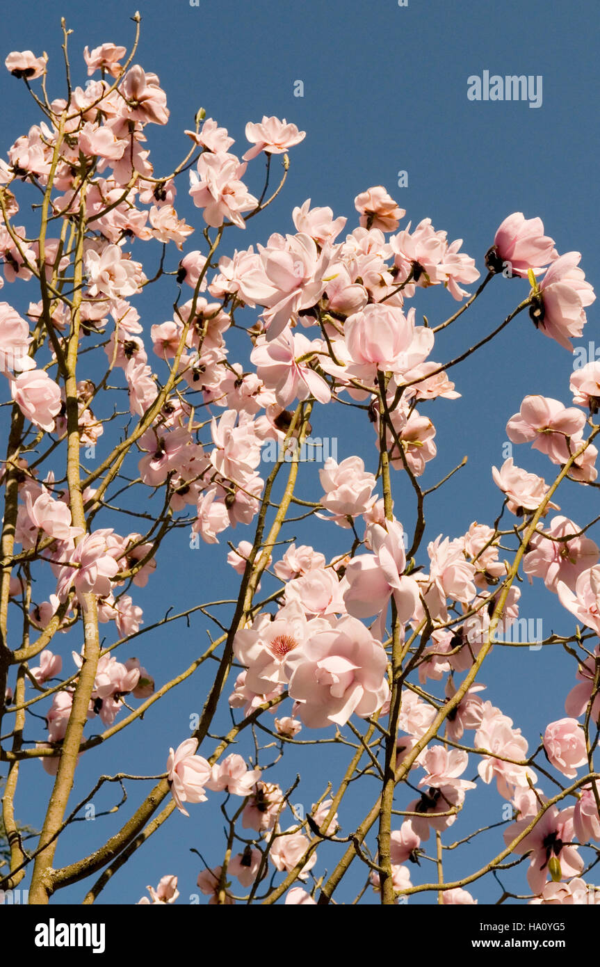 MAGNOLIA X VEITCHII PETER VEITCHII fiori insieme contro il cielo blu Foto Stock