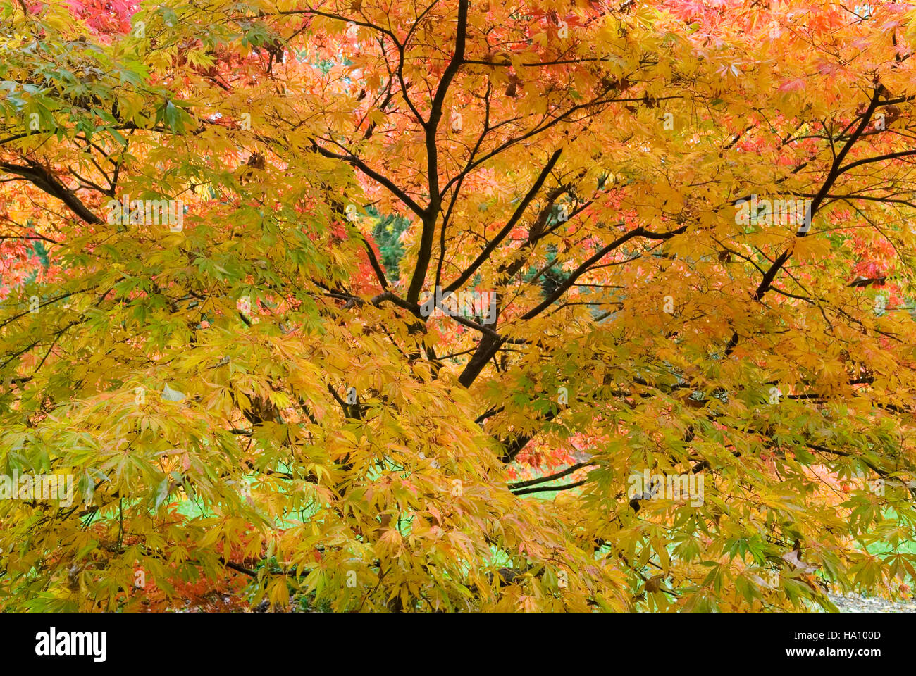 ACER PALMATUM HESSEI acero giapponese fogliame di autunno Foto Stock