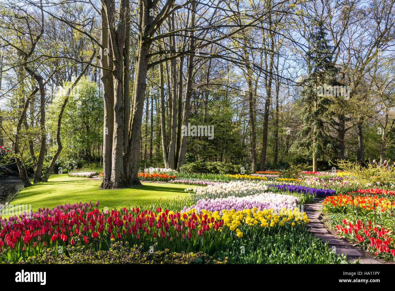 Bellissimo parco Keukenhof e il suo fiore in Olanda Foto Stock