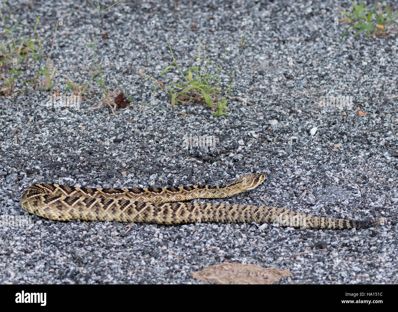 Rattlesnake su roccia strisciare via dopo un pasto pomeridiano Foto Stock