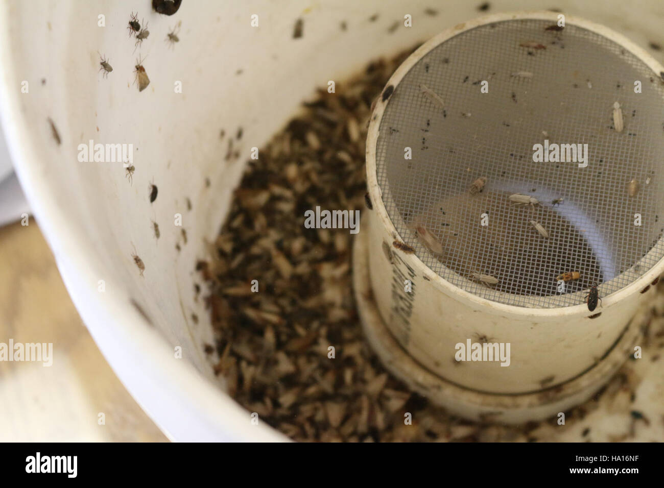 Una trappola di falena viene utilizzata nella ricerca ecologica per monitorare le popolazioni di falena e valutare la biodiversità. Queste trappole aiutano gli scienziati a raccogliere dati sulla distribuzione delle specie e sulla salute degli ecosistemi locali. Foto Stock